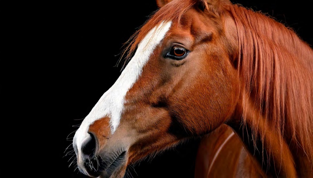 Portrait of a chestnut horse with a white blaze