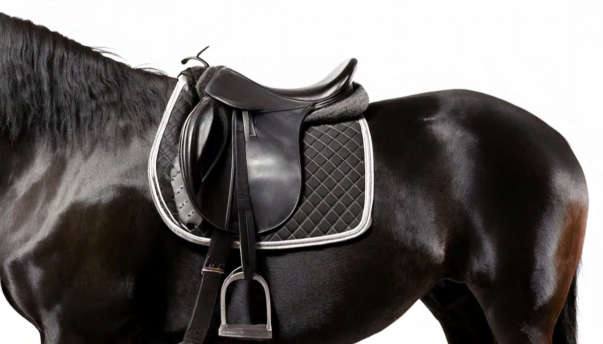 A black horse wearing a polished dressage saddle and a quilted saddle pad